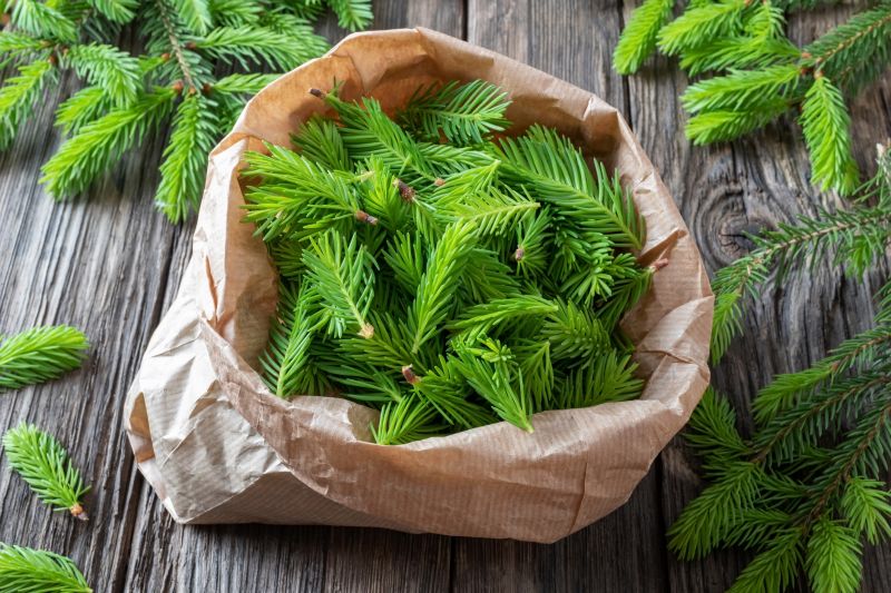 Pine Needles Removal in Honolulu, HI