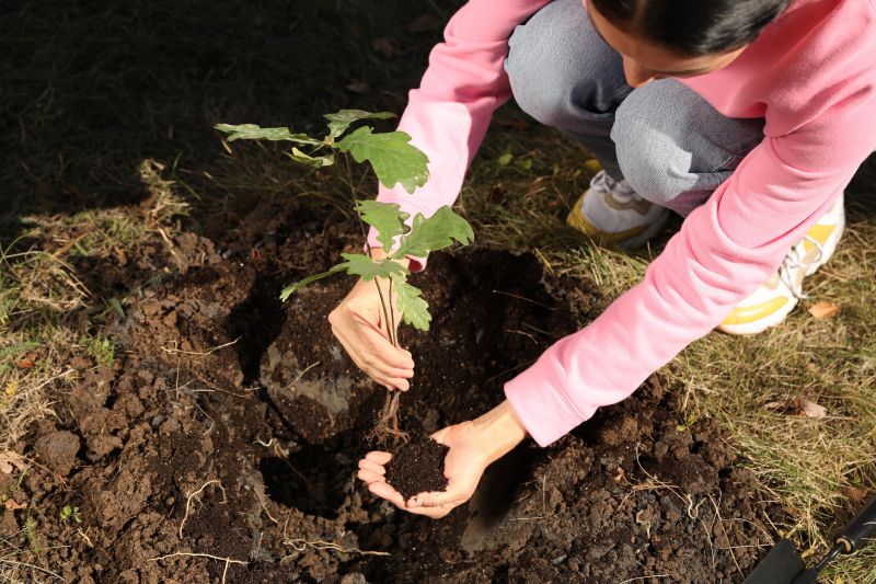 Pine Tree Planting in Ventura County, CA