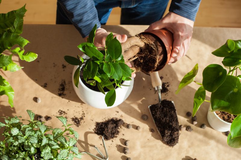 Plant Replacement in Ventura County, CA
