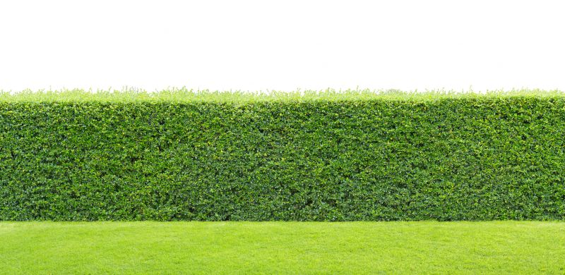 Privacy Hedge Planting in Honolulu, HI