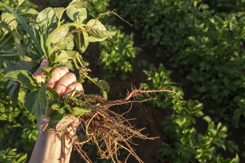 Rock Bed Weeding in Ventura County, CA