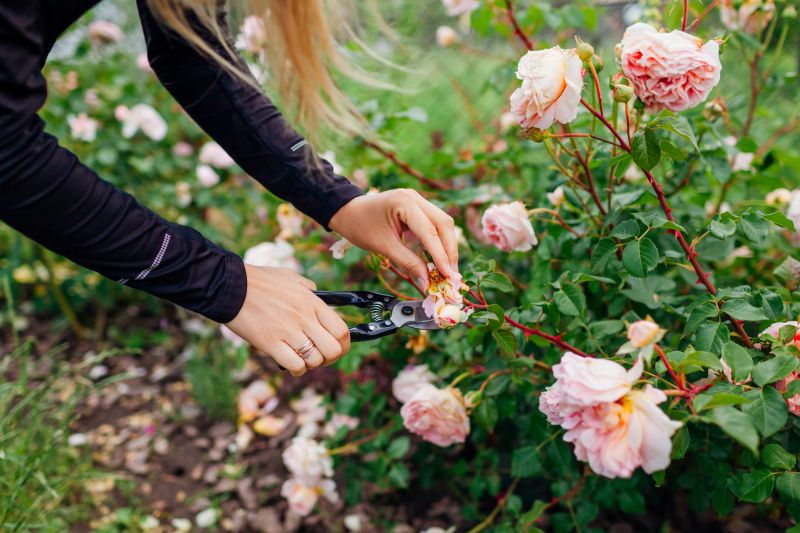 Rose Bush Pruning in Honolulu, HI