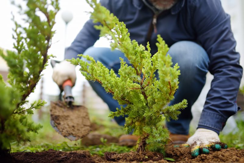 Shrub Planting Service in Honolulu, HI