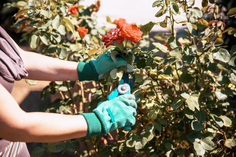 Shrub Pruning in Honolulu, HI