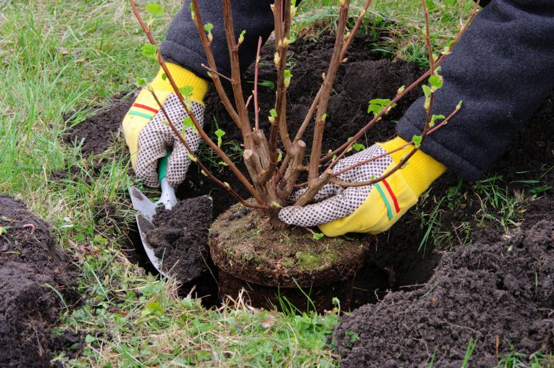 Shrub Replacement in Ventura County, CA