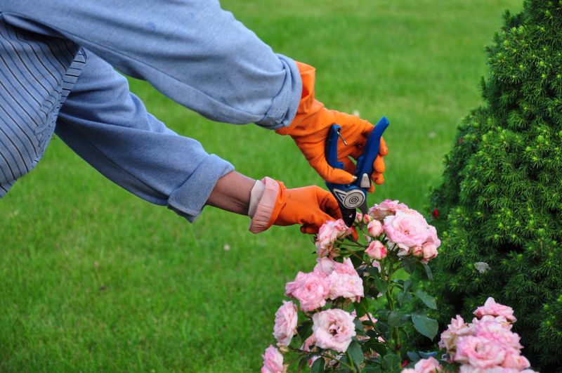 Shrubs Removal in Honolulu, HI
