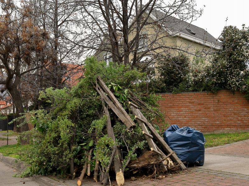 Tree Branch Disposal in Honolulu, HI
