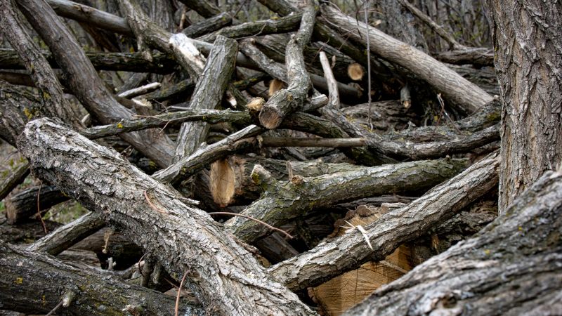 Tree Branches Removal in Ventura County, CA