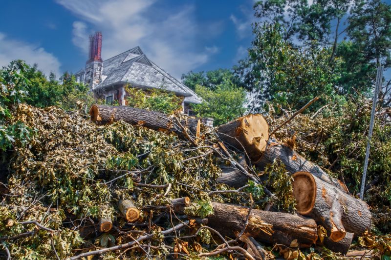 Tree Debris Removal in Ventura County, CA