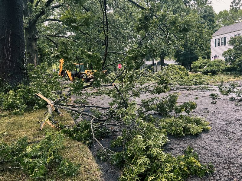 Tree Debris Removal in Ventura County, CA