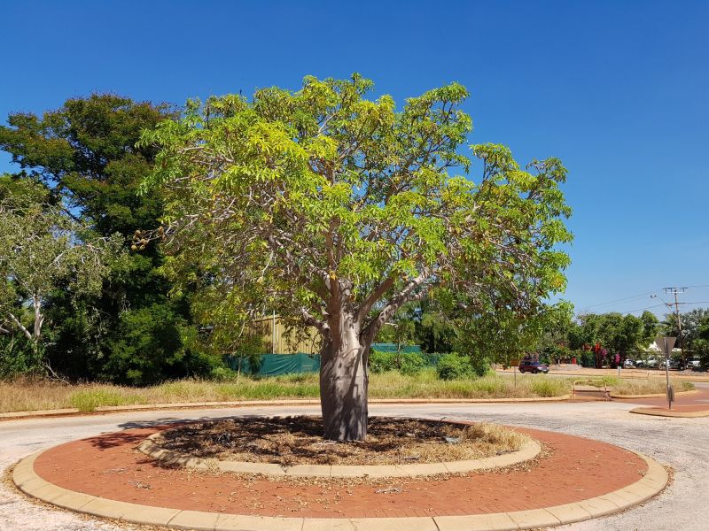 Tree Edging Installation in Honolulu, HI