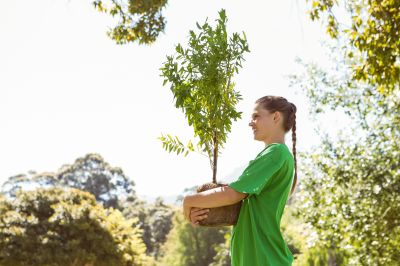 Tree Landscaping in Ventura County, CA