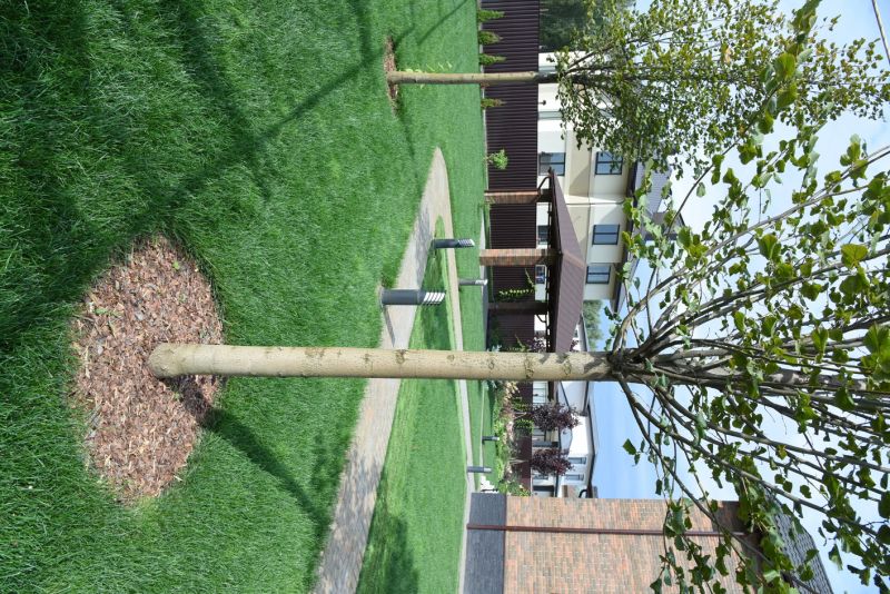 Tree Landscaping in Honolulu, HI
