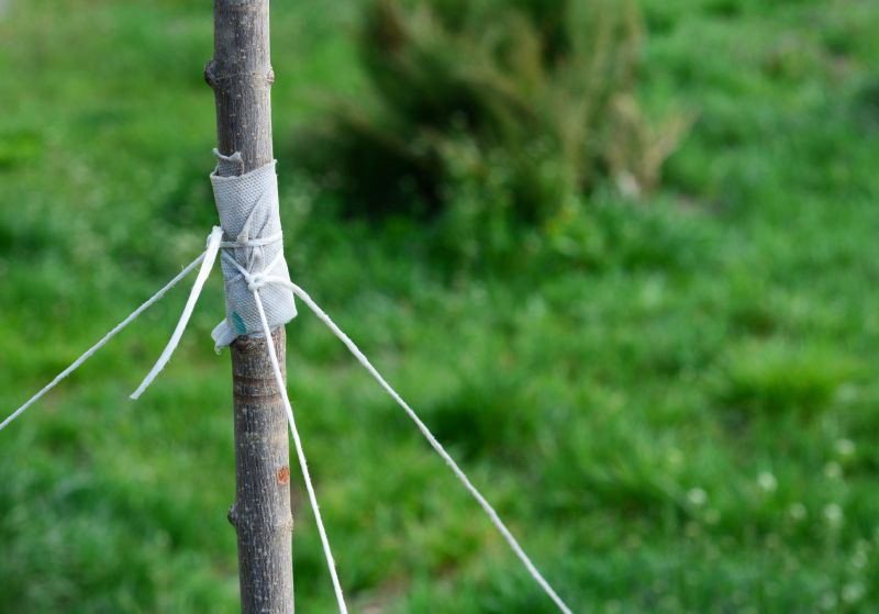 Tree Repair in Reno, NV