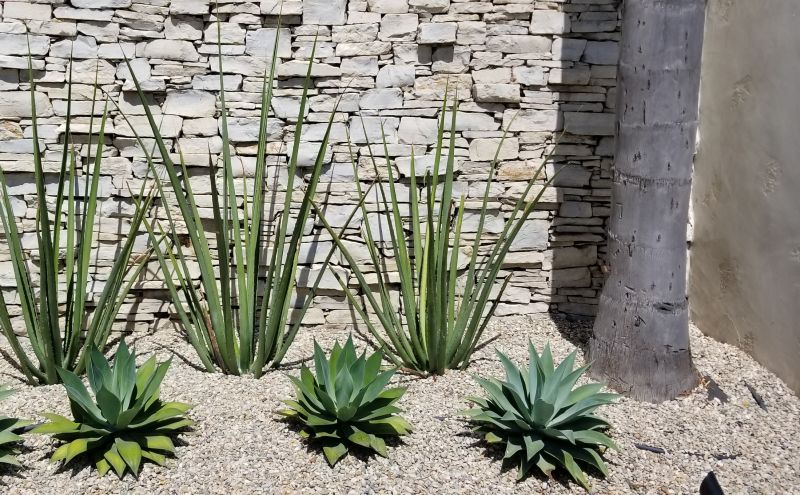 Xeriscape Landscaping in Honolulu, HI